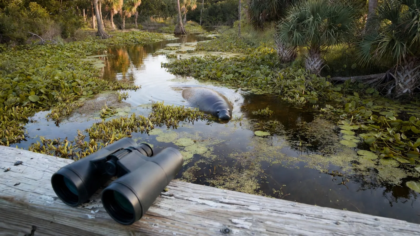 Manatee surfacing near lily pads on a Florida river, binoculars left on a boardwalk railing